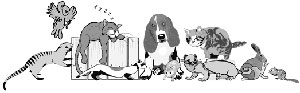 Walks 'N' Wags Cat Sitting Servicec