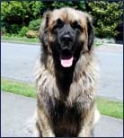 Dog Training Basic Obedience Skills