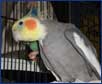 Catered to Your Cat Sitting Visits