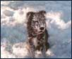 Dog Training All Year Round