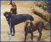 Dog Walking Groups