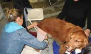 Pet First aid Courses