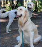 Happy Dogs on Our Walks