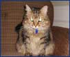Cat sitting in your own home