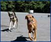 Supervised Off Leash Dog Walking