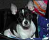 Puppy Training in your own home