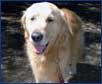Senior and Single Dog Walking