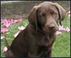 Dog Training As A Team